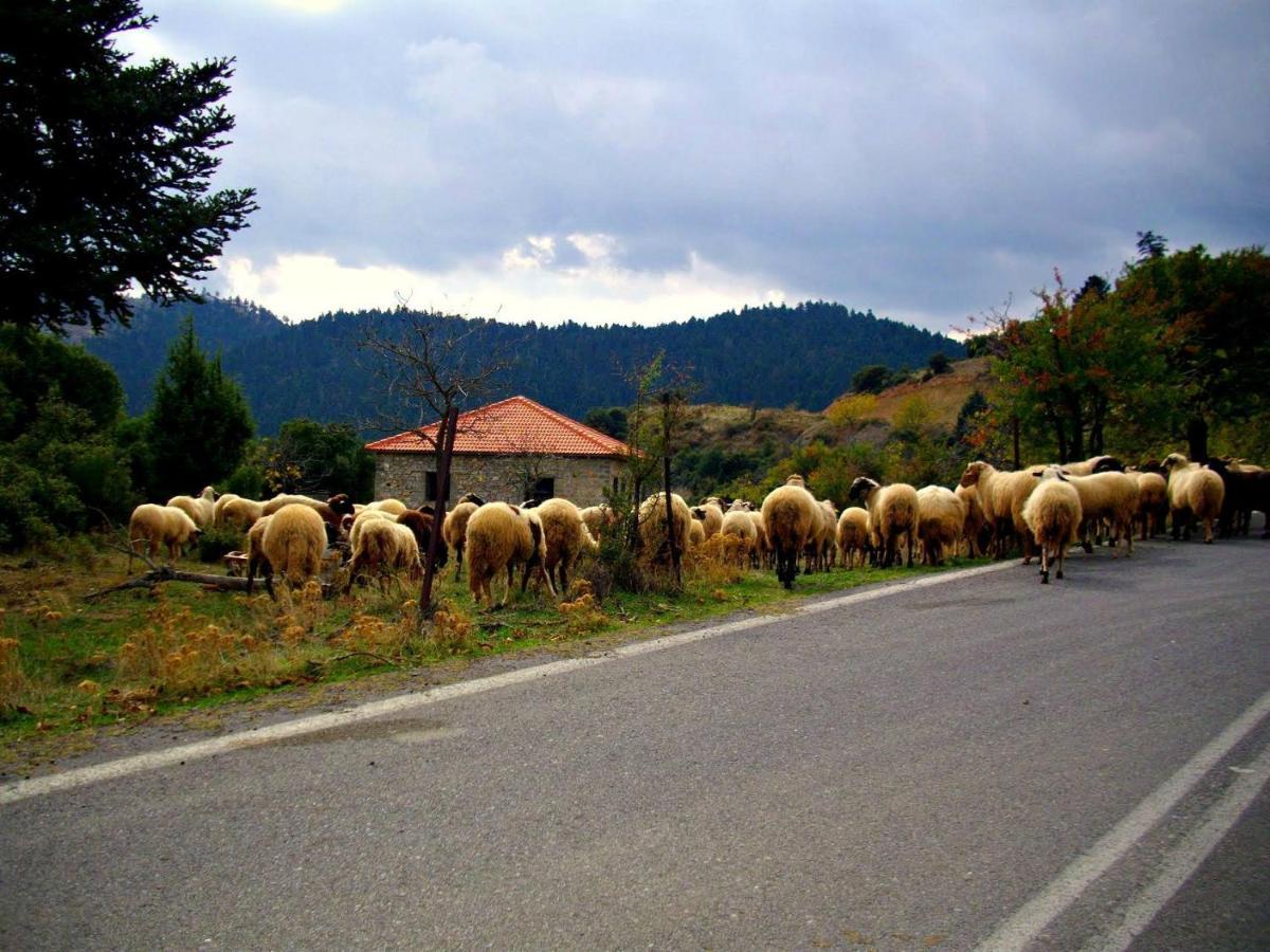 Elaion Guesthouse Ellinikón Dış mekan fotoğraf