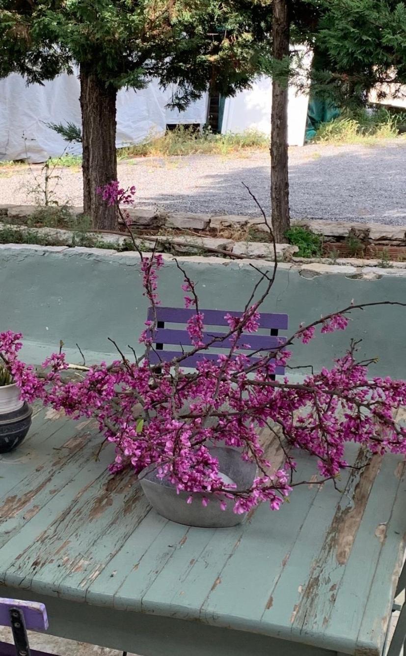 Elaion Guesthouse Ellinikón Dış mekan fotoğraf