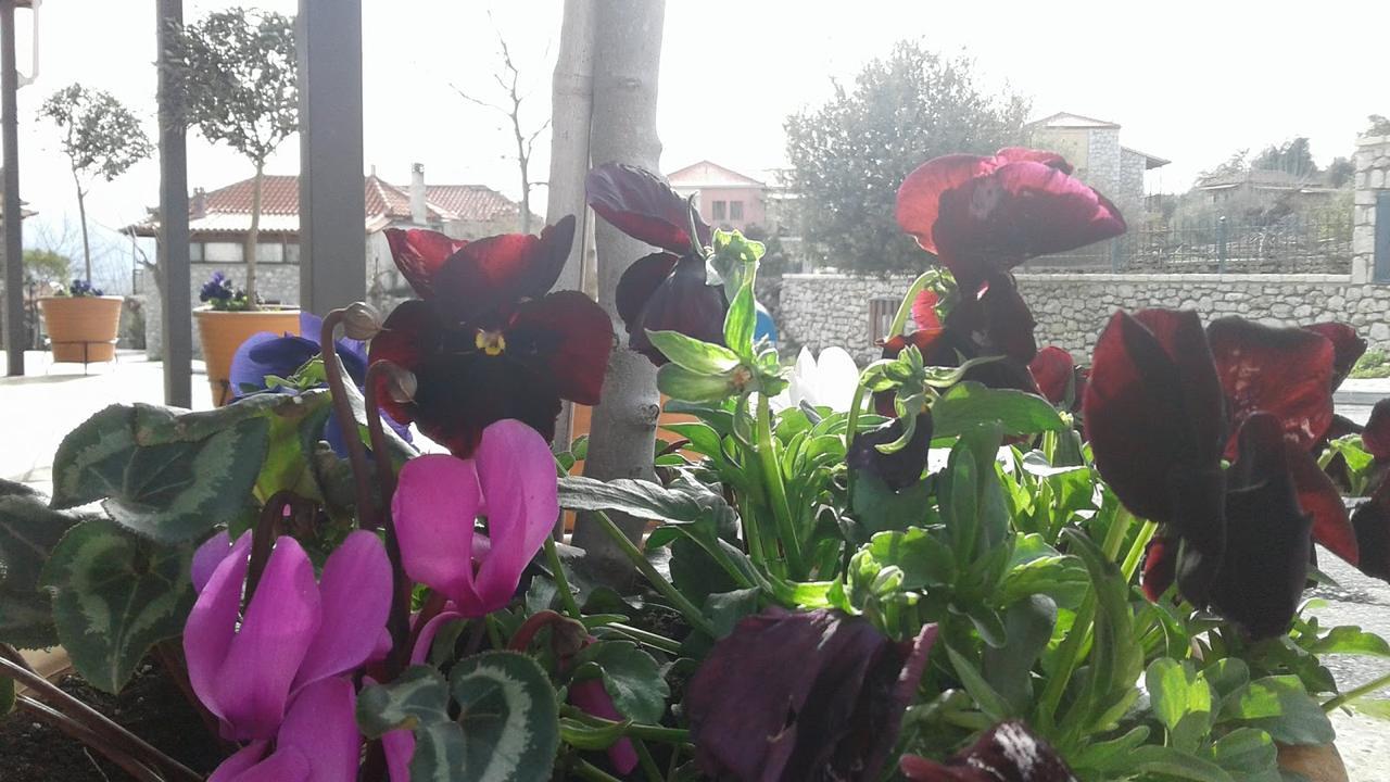 Elaion Guesthouse Ellinikón Dış mekan fotoğraf